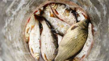 ANPC: Amenzi de 765.000 lei,aplicate în urma controalelor la agenţii economici care comercializează peşte şi produse din peşte
