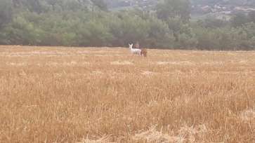 Căprioară ALBĂ fotografiată la Cluj. ”Bambi cel alb” face furori în online (FOTO)