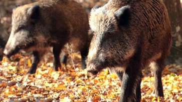 MARAMUREȘ - Pestă porcină africană confirmată la un porc mistreț pe un fond de vânătoare la Cicârlău