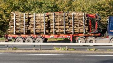 Ministerul Mediului anunță un nou sistem de urmărire a lemnului tăiat. Cum funcționează SUMAL 2.0