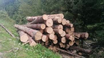 Ministerul Afacerilor Interne anunţă o campanie pentru stoparea tăierilor ilegale de lemn din pădurile României