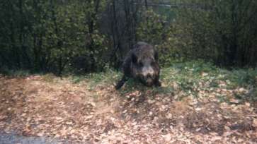 Focare de pestă porcină africană la mistreți, în mai multe zone din România. Situația cazurilor pentru fiecare județ