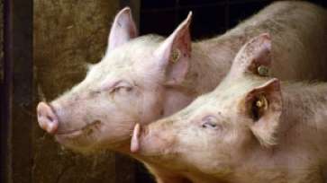 Porcul românesc este pe cale de dispariție: 80% din carnea pe care o consumăm este de export