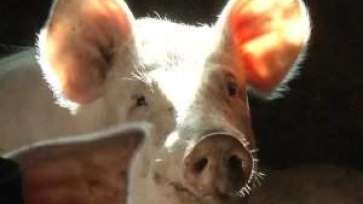 Pesta impune reguli stricte în privinţa creşterii de porci, în România. Maxim 5 porci într-o gospodărie pentru consum propriu